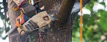 Best Pest Control for Lawns  in West Freehold, NJ