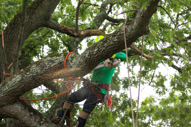 Reliable West Freehold, NJ Tree Care Solutions